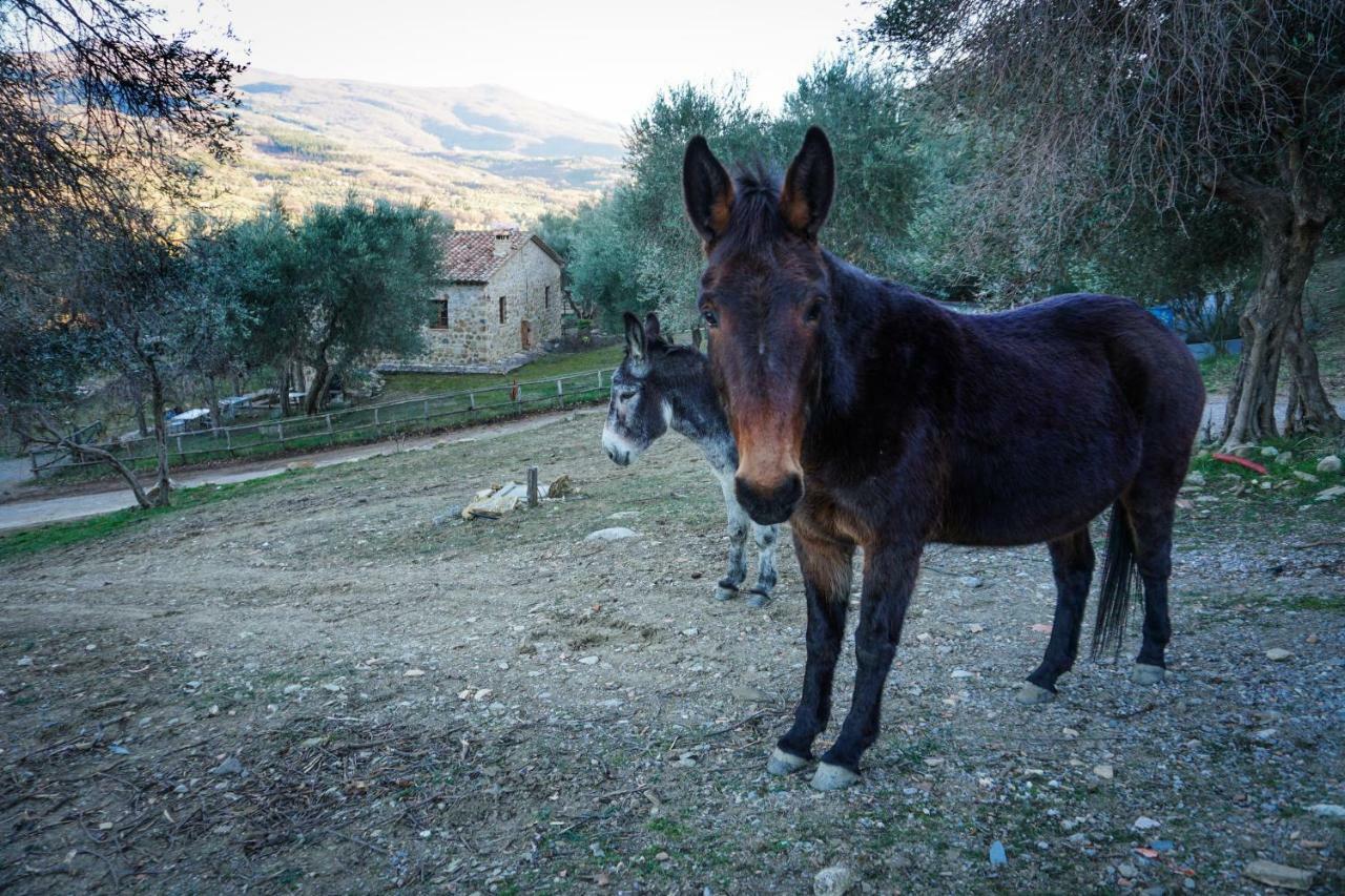 Gasthaus La Casina Di Giannetto Seggiano Exterior foto
